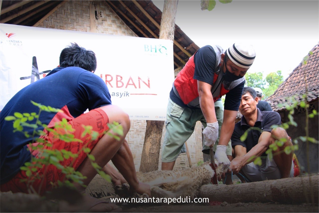 Tata Cara Menyembelih Hewan Qurban